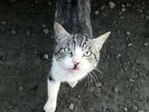 Gato ra a VIRA LATA idade 2 anos nome APOLO