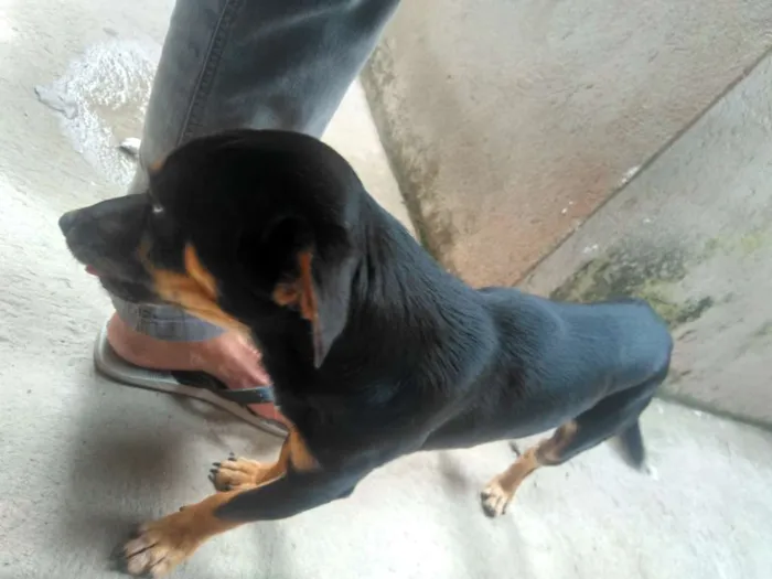 Cachorro raça Cofap idade 1 ano nome BILLY