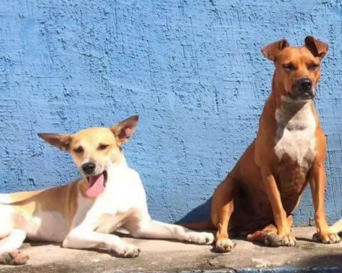 Cachorro ra a SRD idade 5 anos nome nina&pandora
