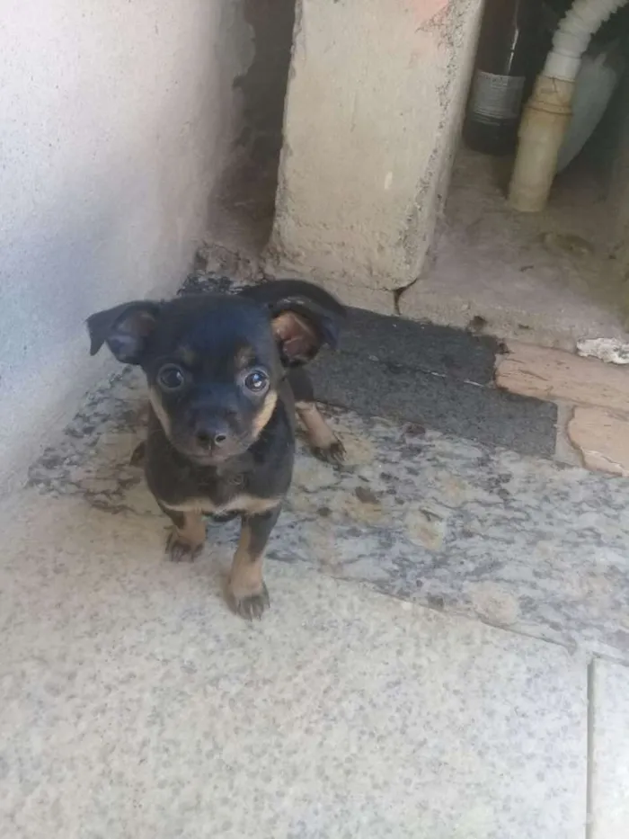 Cachorro ra a Raça não defina idade 2 a 6 meses nome Sacha