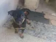 Sacha