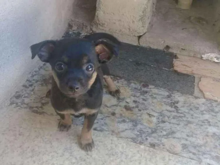 Cachorro ra a Raça não defina idade 2 a 6 meses nome Sacha