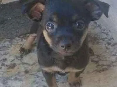 Cachorro ra a Raça não defina idade 2 a 6 meses nome Sacha