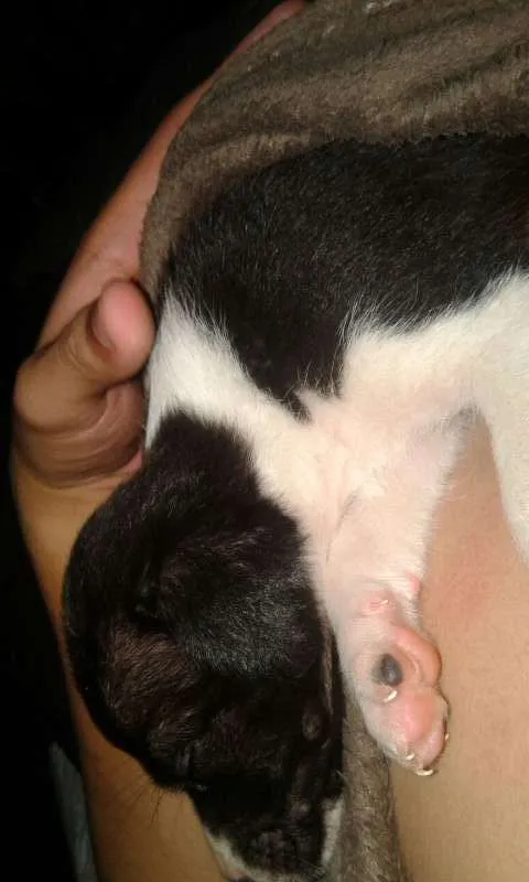 Cachorro ra a Vira-lata idade 2 a 6 meses nome sem nome