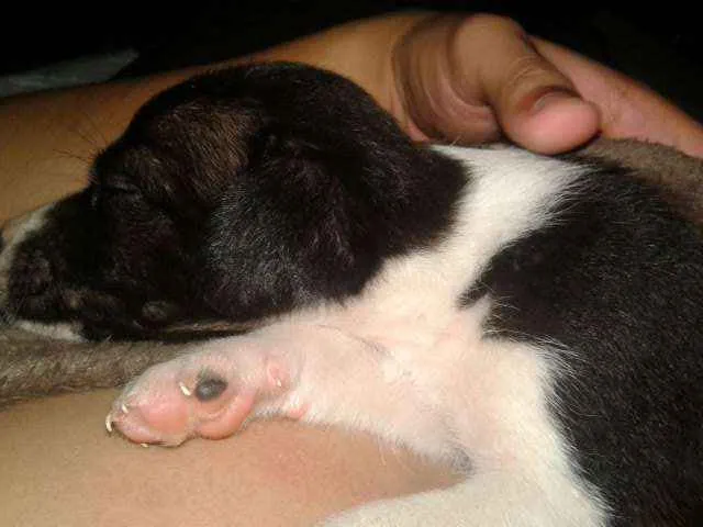Cachorro ra a Vira-lata idade 2 a 6 meses nome sem nome