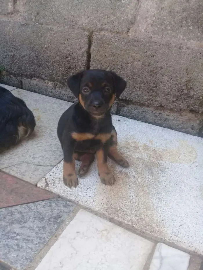 Cachorro ra a Não definida idade 2 a 6 meses nome Bonner