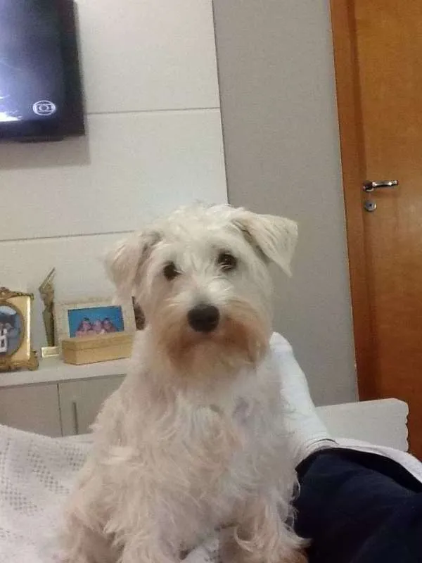 Cachorro raça Shnauzer / Yorkshire idade 5 anos nome Maggie / Tobby