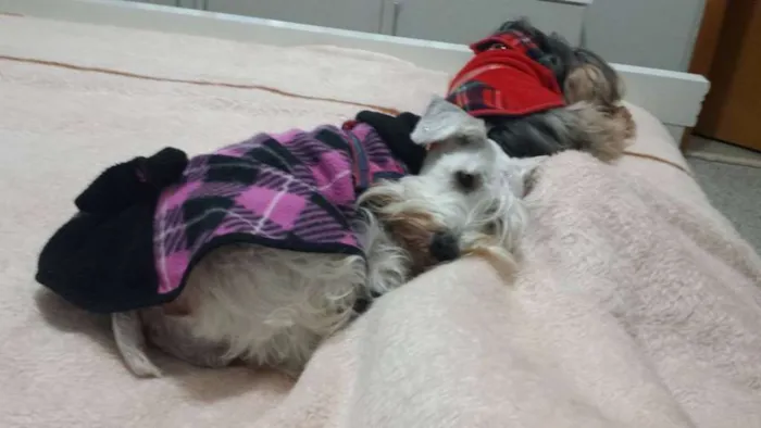 Cachorro raça Shnauzer / Yorkshire idade 5 anos nome Maggie / Tobby