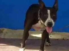 Cachorro raça Pitbull idade 2 anos nome Lupita