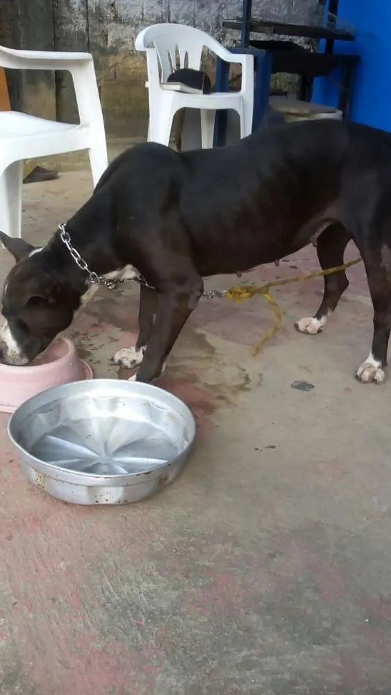 Cachorro raça Pitbull idade 2 anos nome Lupita