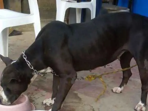 Cachorro raça Pitbull idade 2 anos nome Lupita