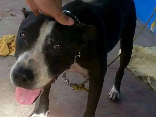 Cachorro raça Pitbull idade 2 anos nome Lupita