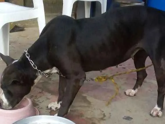 Cachorro raça Pitbull idade 2 anos nome Lupita