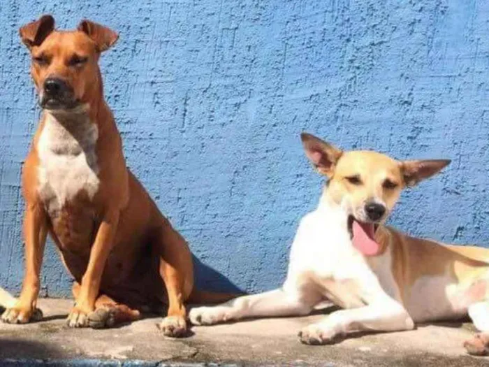 Cachorro ra a SRD idade 5 anos nome nina&pandora