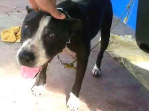 Cachorro raça Pitbull idade 2 anos nome Lupita