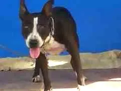 Cachorro raça Pitbull idade 2 anos nome Lupita