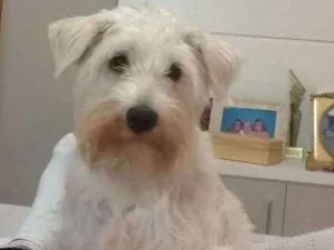 Cachorro raça Shnauzer / Yorkshire idade 5 anos nome Maggie / Tobby