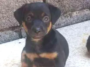 Cachorro raça Não definida idade 2 a 6 meses nome Bonner