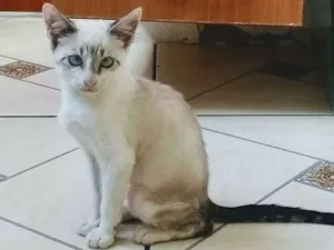 Gato raça Guttery idade Abaixo de 2 meses nome Mel
