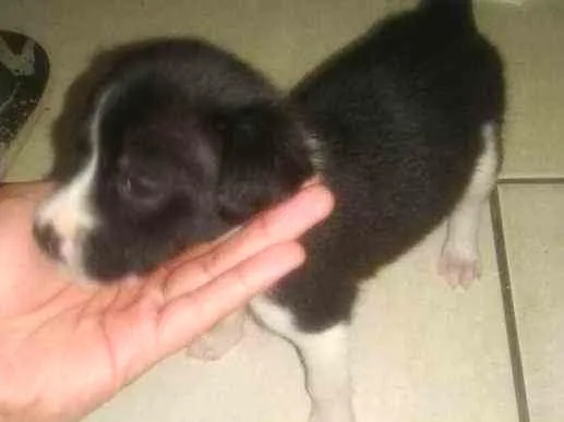 Cachorro ra a Vira-lata idade 2 a 6 meses nome sem nome
