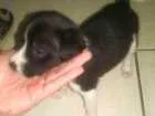 Cachorro raça Vira-lata idade 2 a 6 meses nome sem nome