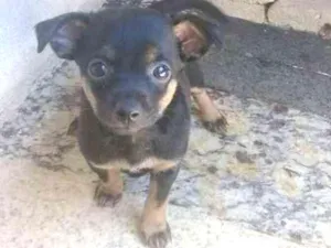 Cachorro raça Raça não defina idade 2 a 6 meses nome Sacha