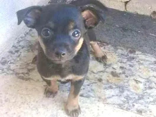 Cachorro ra a Raça não defina idade 2 a 6 meses nome Sacha