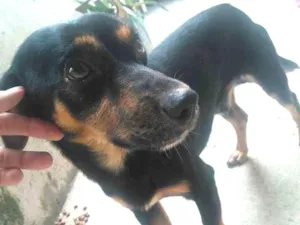 Cachorro raça Cofap idade 1 ano nome BILLY