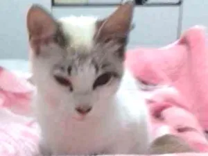 Gato raça  idade 7 a 11 meses nome Ane