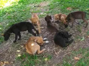 Cachorro raça Dog alemão mestiço idade 2 a 6 meses nome Sem nomes