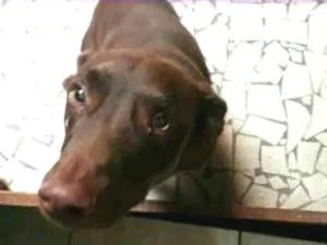 Cachorro raça Indefinida idade 1 ano nome Tidos