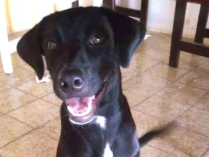 Cachorro raça Mestiça Poodle idade 7 a 11 meses nome Loop