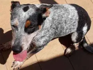 Cachorro raça Blueheeler  idade 7 a 11 meses nome Filé com fritas