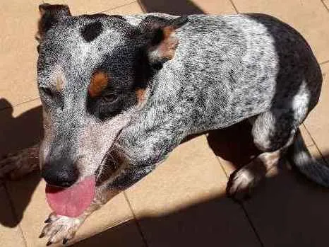 Cachorro ra a Blueheeler  idade 7 a 11 meses nome Filé com fritas