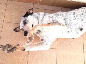 Cachorro raça Blueheeler  idade 2 anos nome Ursa