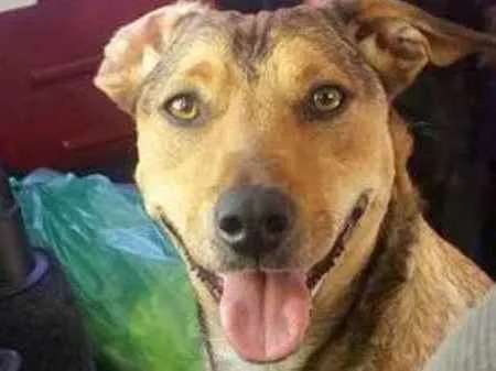 Cachorro ra a SRD idade 2 anos nome Sorriso