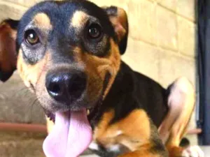 Cachorro raça SRD idade 2 anos nome PETER, doçura de me