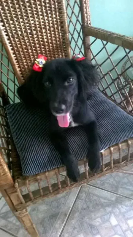 Cachorro ra a srd idade  nome Pretinha