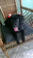 Pretinha