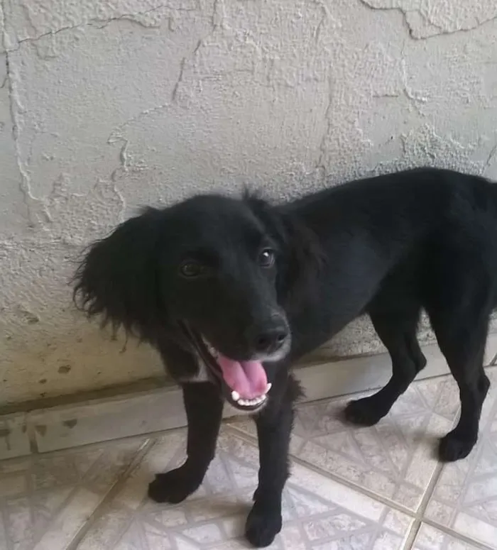 Cachorro ra a srd idade  nome Pretinha