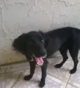 Pretinha