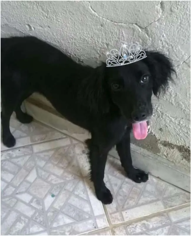 Cachorro ra a srd idade  nome Pretinha