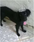 Pretinha