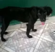 Pretinha