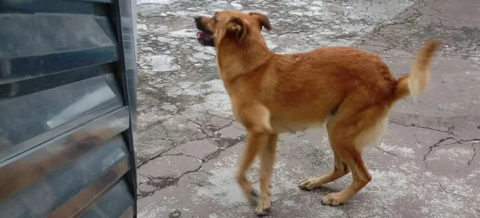 Cachorro ra a Indefinida idade 5 anos nome Monalisa