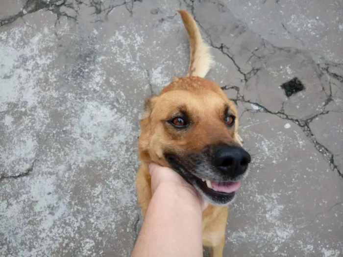 Cachorro ra a Indefinida idade 5 anos nome Monalisa