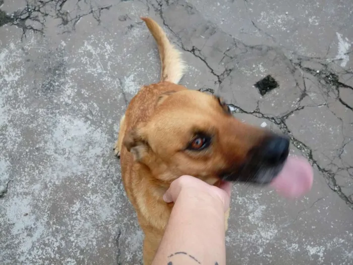 Cachorro ra a Indefinida idade 5 anos nome Monalisa