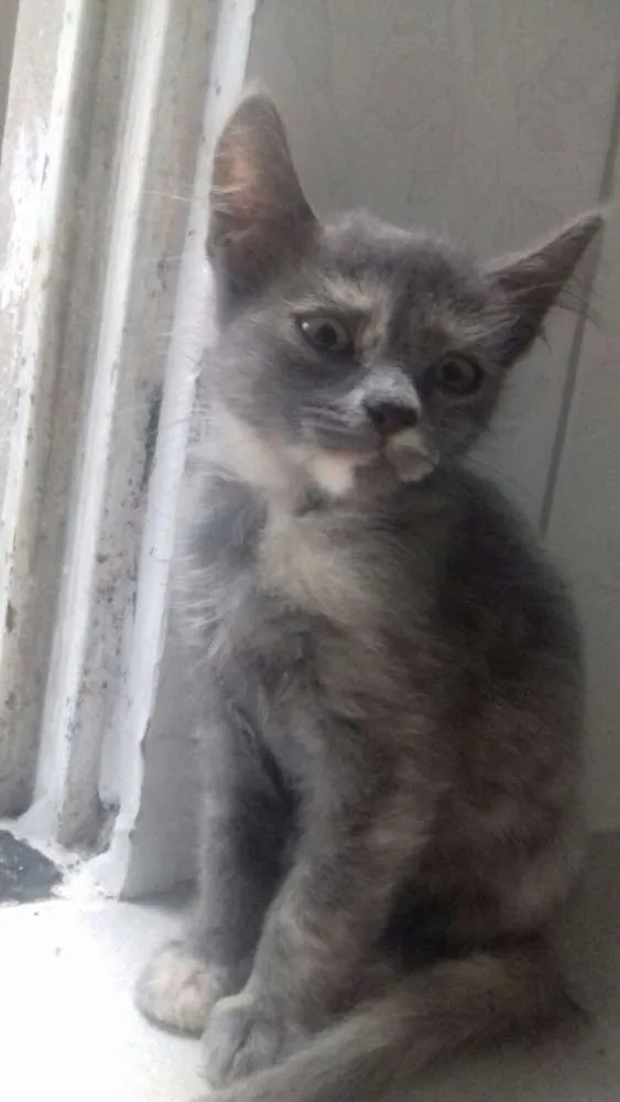 Gato raça Indefinida idade 2 a 6 meses nome Fifi,Duda e Ângela 