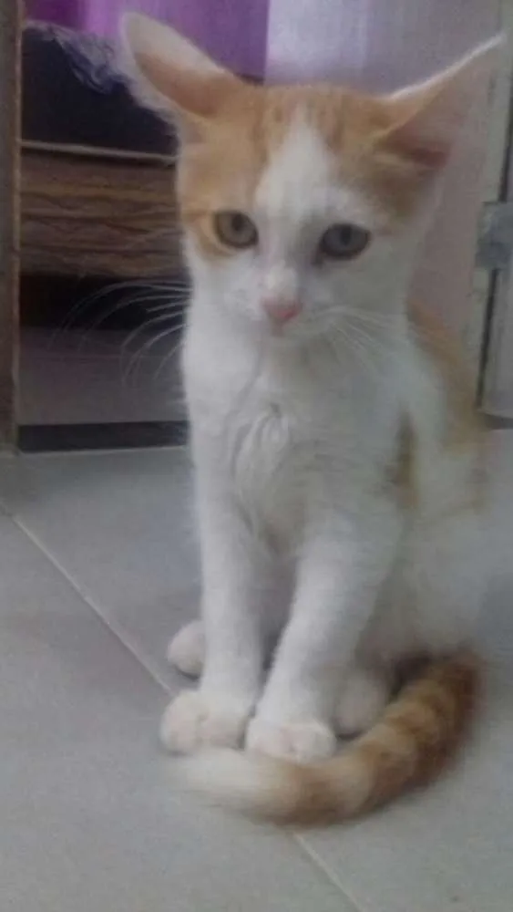 Gato raça Indefinida idade 2 a 6 meses nome Fifi,Duda e Ângela 