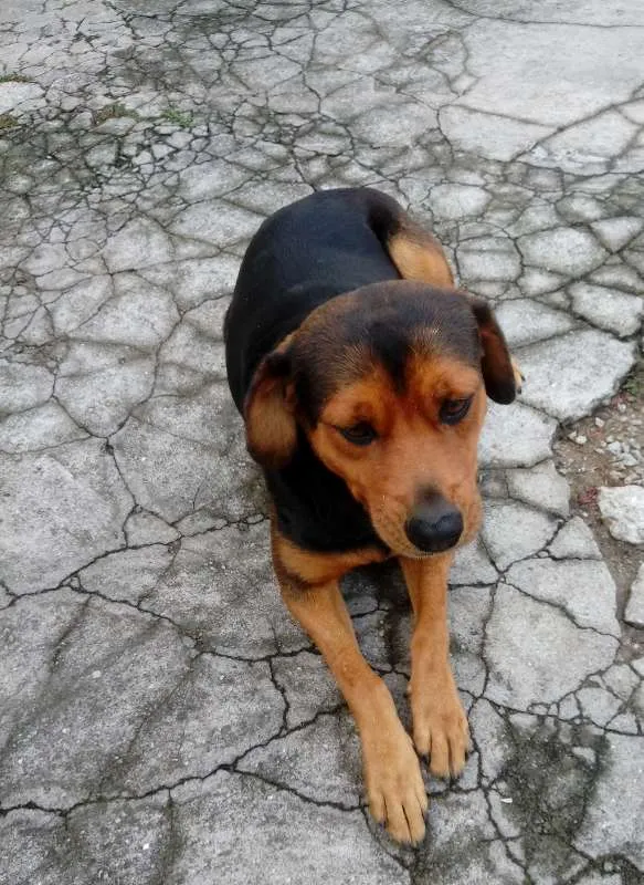 Cachorro ra a Indefinida idade 5 anos nome Anastácia